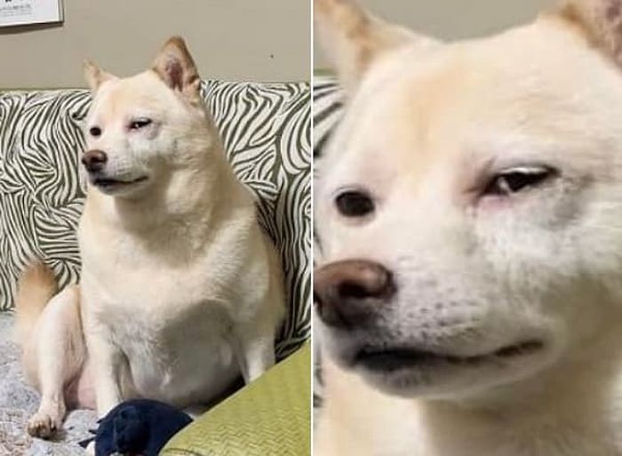 高い信頼 厚い信頼 これっぽっちじゃ足りねえよ」肉を平らげた直後の犬が飼い主に トレーナー/スウェット