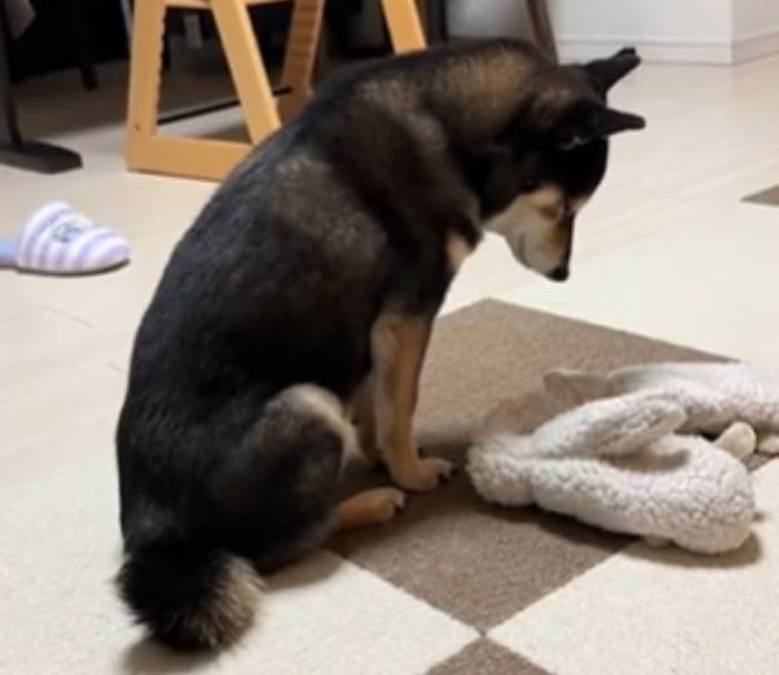 動かない犬 えっ、どうしたの？」うなだれて動かない犬の姿に緊張が走る…その