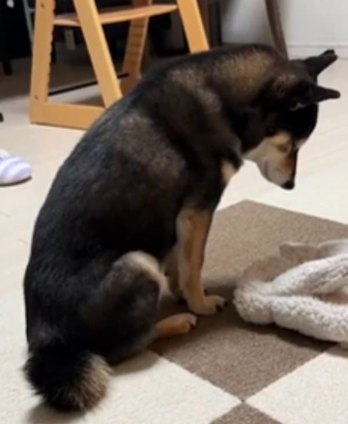 動かない犬 えっ、どうしたの？」うなだれて動かない犬の姿に緊張が走る…その