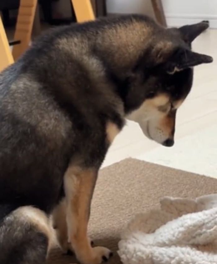 えっ、どうしたの？」うなだれて動かない犬の姿に緊張が走る…その