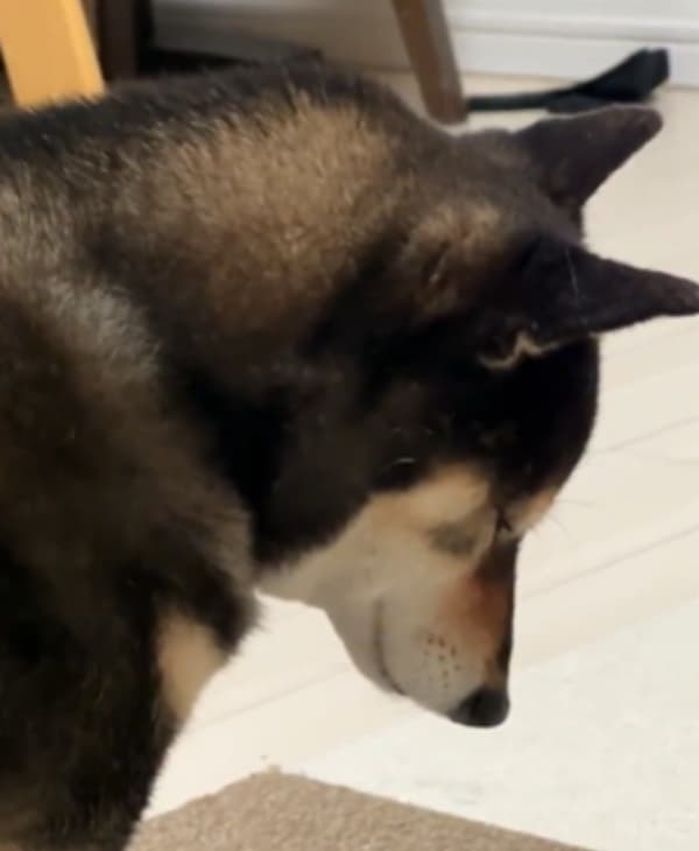 えっ、どうしたの？」うなだれて動かない犬の姿に緊張が走る…その